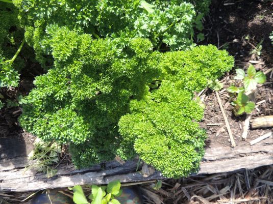 Some of my lush parsley